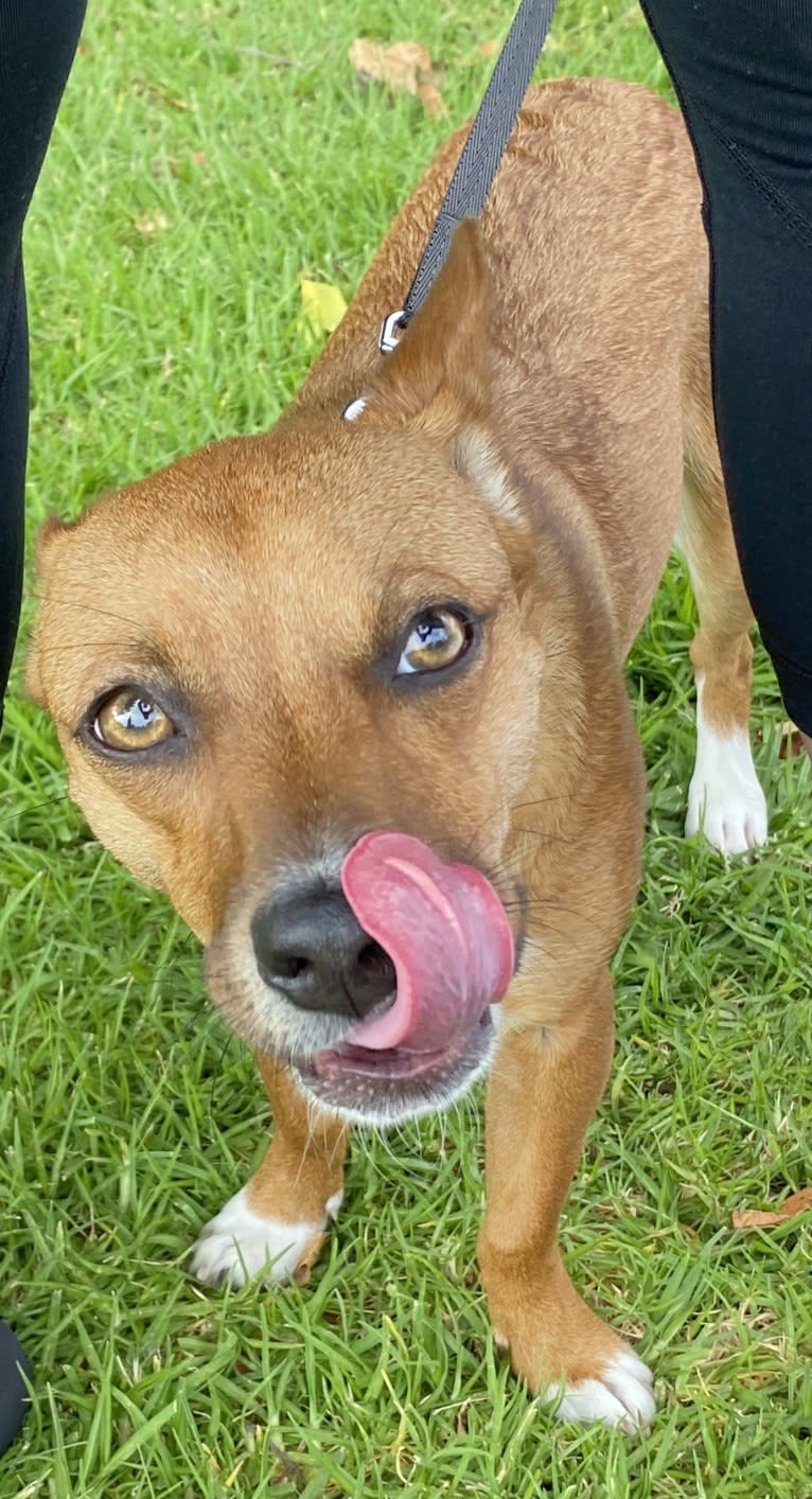 Scarlet, an Australian Cattle Dog and Chihuahua mix tested with EmbarkVet.com