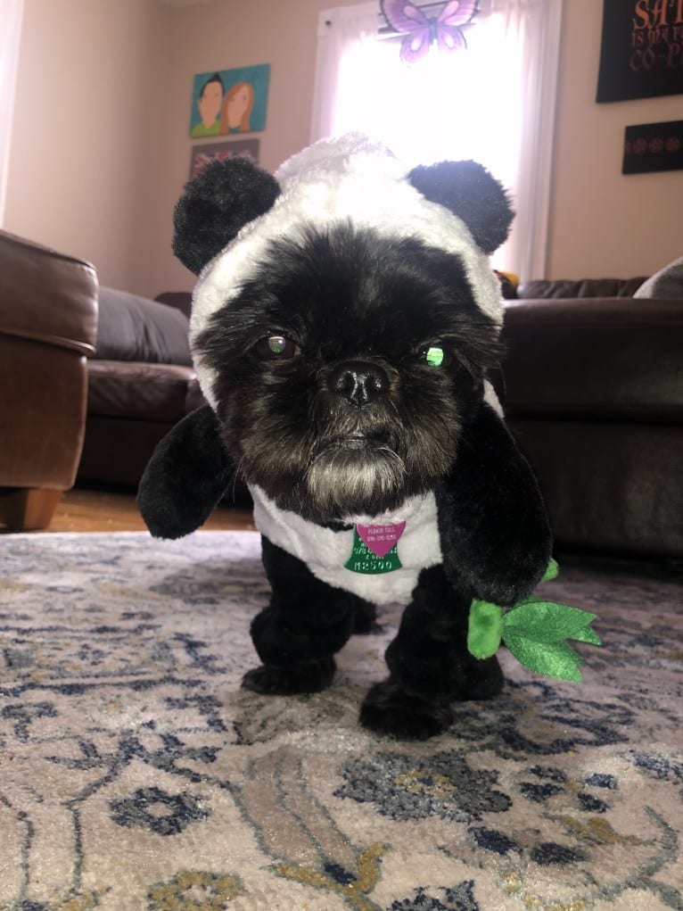 Lulu, a Shih Tzu tested with EmbarkVet.com