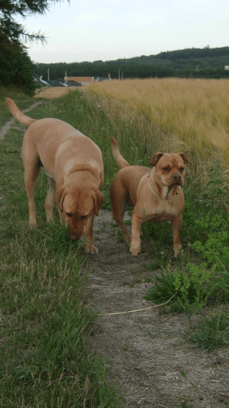 Josie, a Bulldog and Labrador Retriever mix tested with EmbarkVet.com