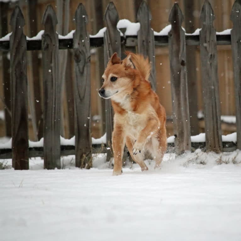 Gatsby, an Australian Shepherd and Chow Chow mix tested with EmbarkVet.com