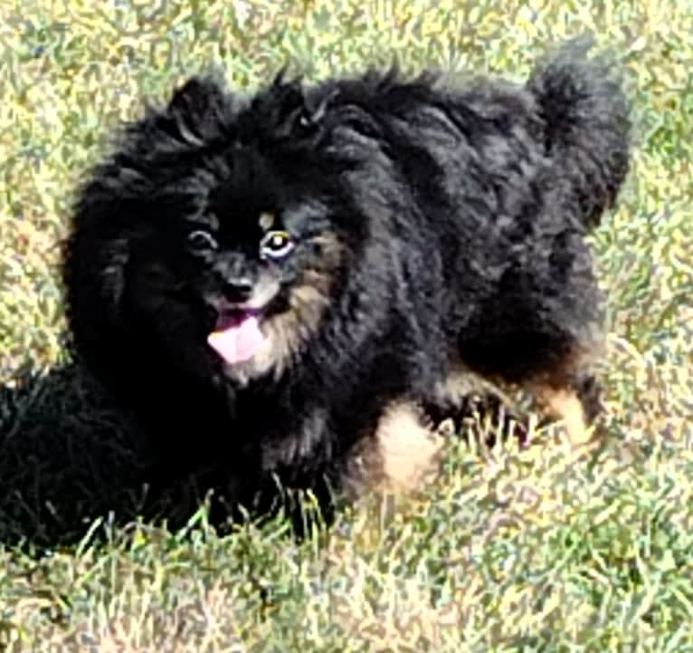 Bunny, a Pomeranian tested with EmbarkVet.com