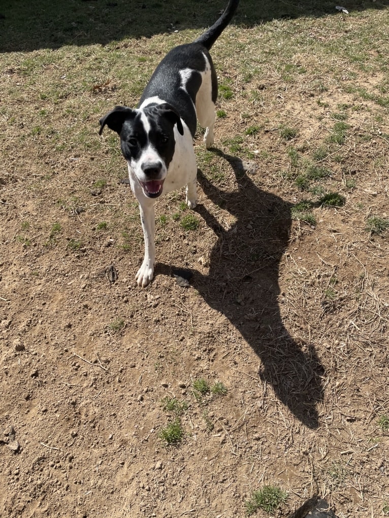 Maggie, an American Pit Bull Terrier and Boxer mix tested with EmbarkVet.com