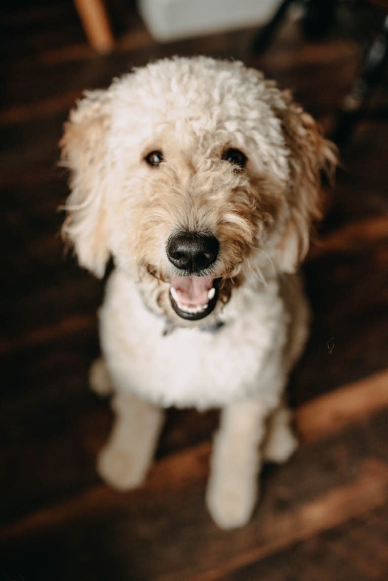 Lily, a Goldendoodle tested with EmbarkVet.com