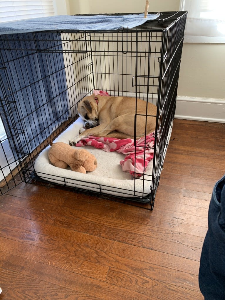 Willow, a Great Pyrenees and Australian Cattle Dog mix tested with EmbarkVet.com