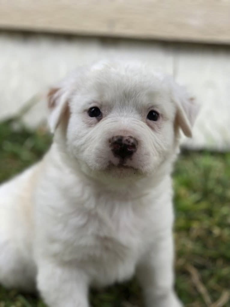 Thor, an American Pit Bull Terrier and Australian Shepherd mix tested with EmbarkVet.com