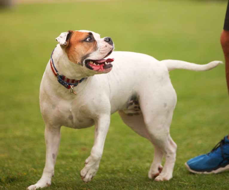 Kobe, a Bulldog and American Pit Bull Terrier mix tested with EmbarkVet.com