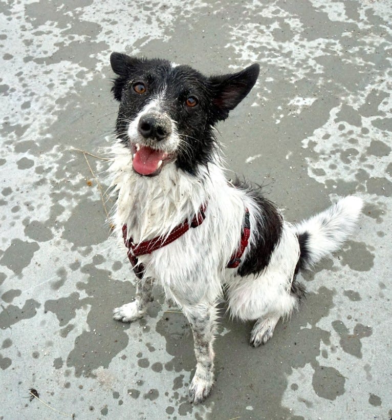 Molly, a Western European Village Dog tested with EmbarkVet.com