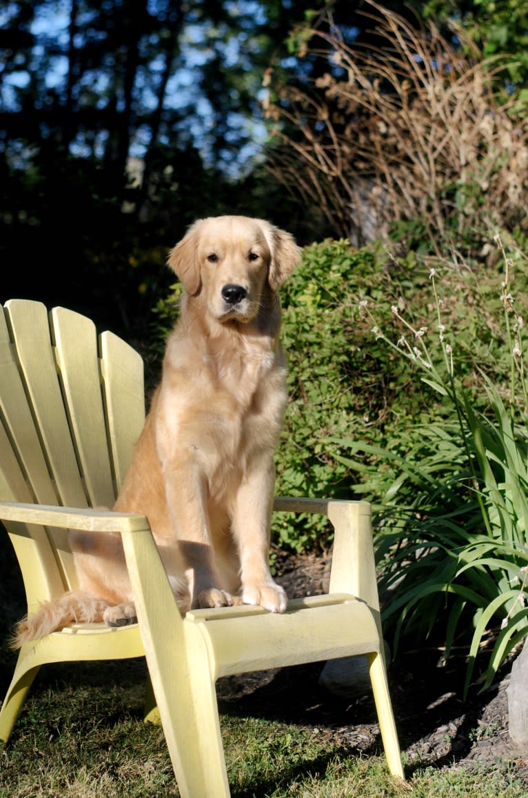 Alita, a Golden Retriever tested with EmbarkVet.com