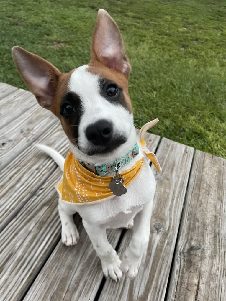 Reishi, an Australian Cattle Dog and American Pit Bull Terrier mix tested with EmbarkVet.com