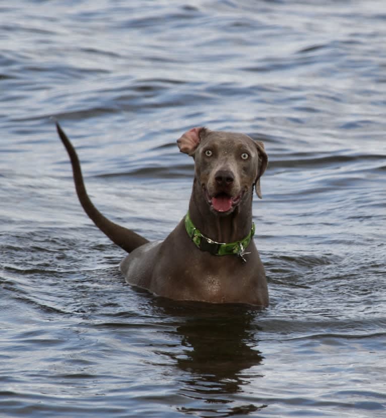 Major, a Catahoula Leopard Dog and Labrador Retriever mix tested with EmbarkVet.com