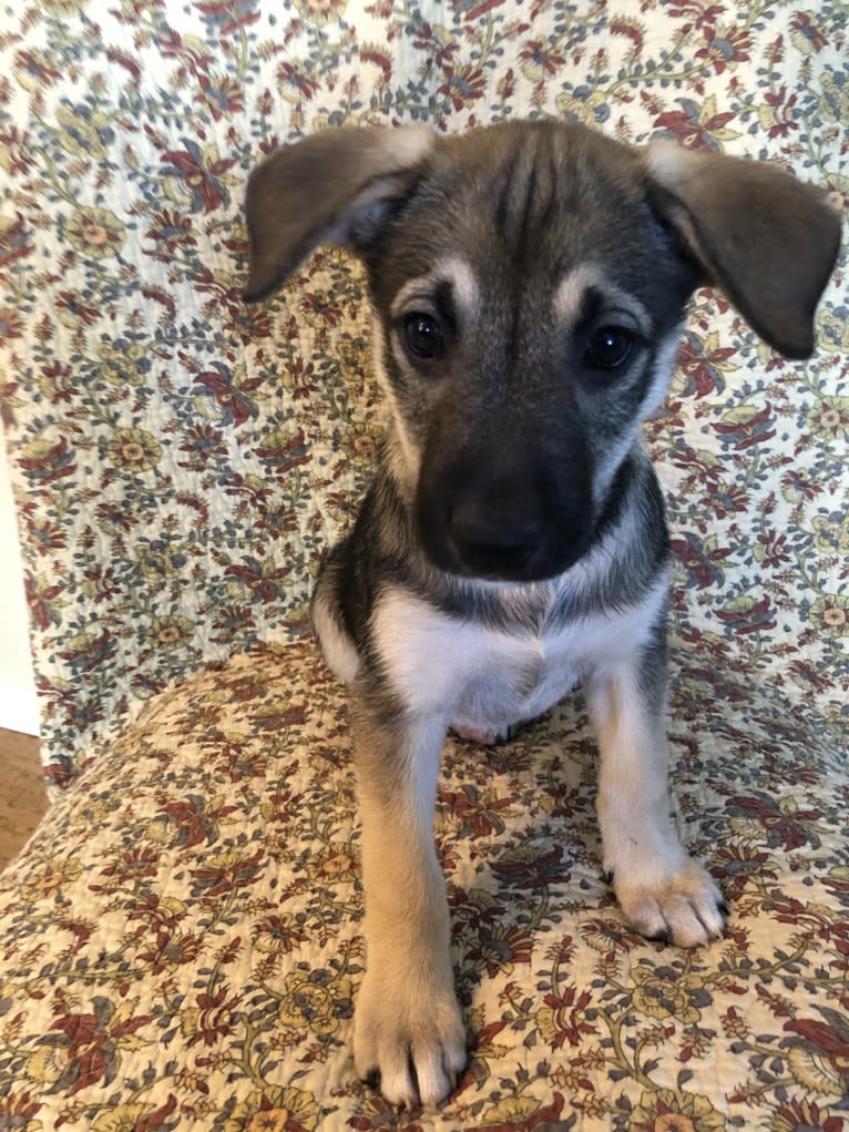 Mittsie Winkelman, a Siberian Husky and German Shepherd Dog mix tested with EmbarkVet.com