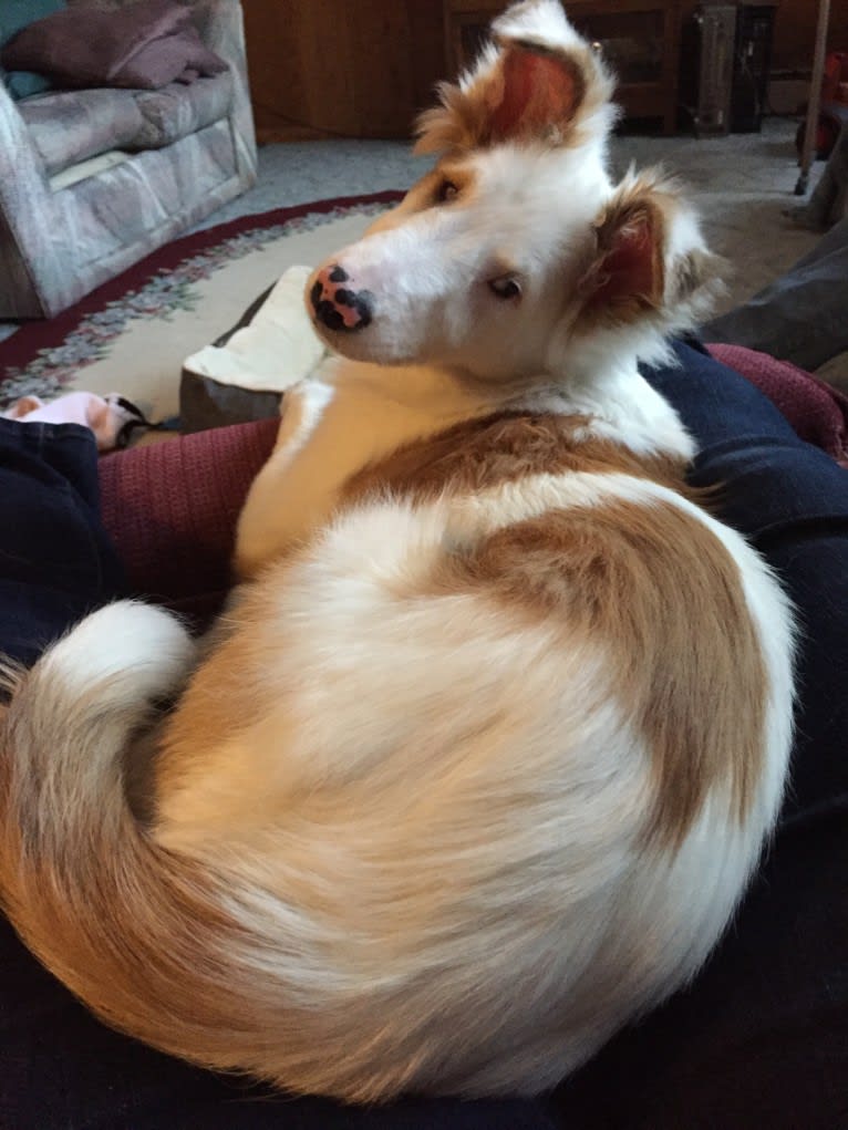 Jax, a Shetland Sheepdog and Australian Cattle Dog mix tested with EmbarkVet.com