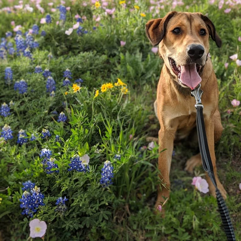 Riggins, a Labrador Retriever and Rottweiler mix tested with EmbarkVet.com