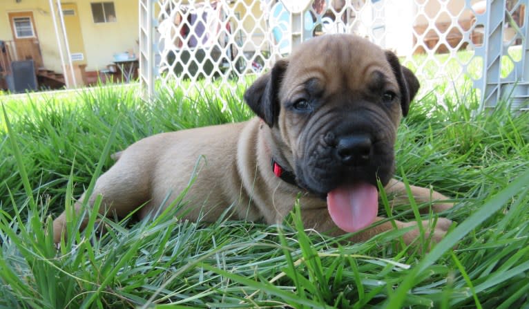 Clover K Asha, a Boerboel tested with EmbarkVet.com