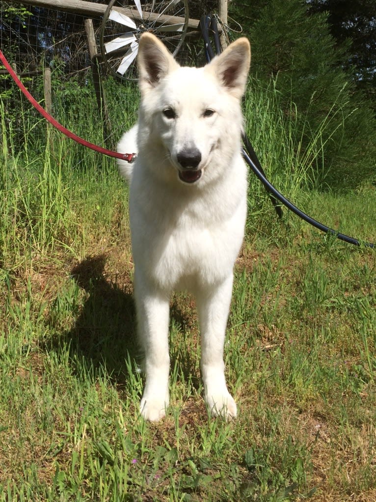 Bela, a White Shepherd tested with EmbarkVet.com