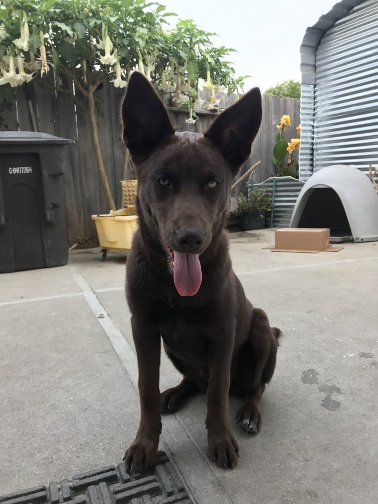 Hennessy, a Siberian Husky and Weimaraner mix tested with EmbarkVet.com