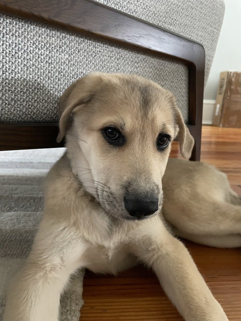 Sadie, a Great Pyrenees and German Shepherd Dog mix tested with EmbarkVet.com