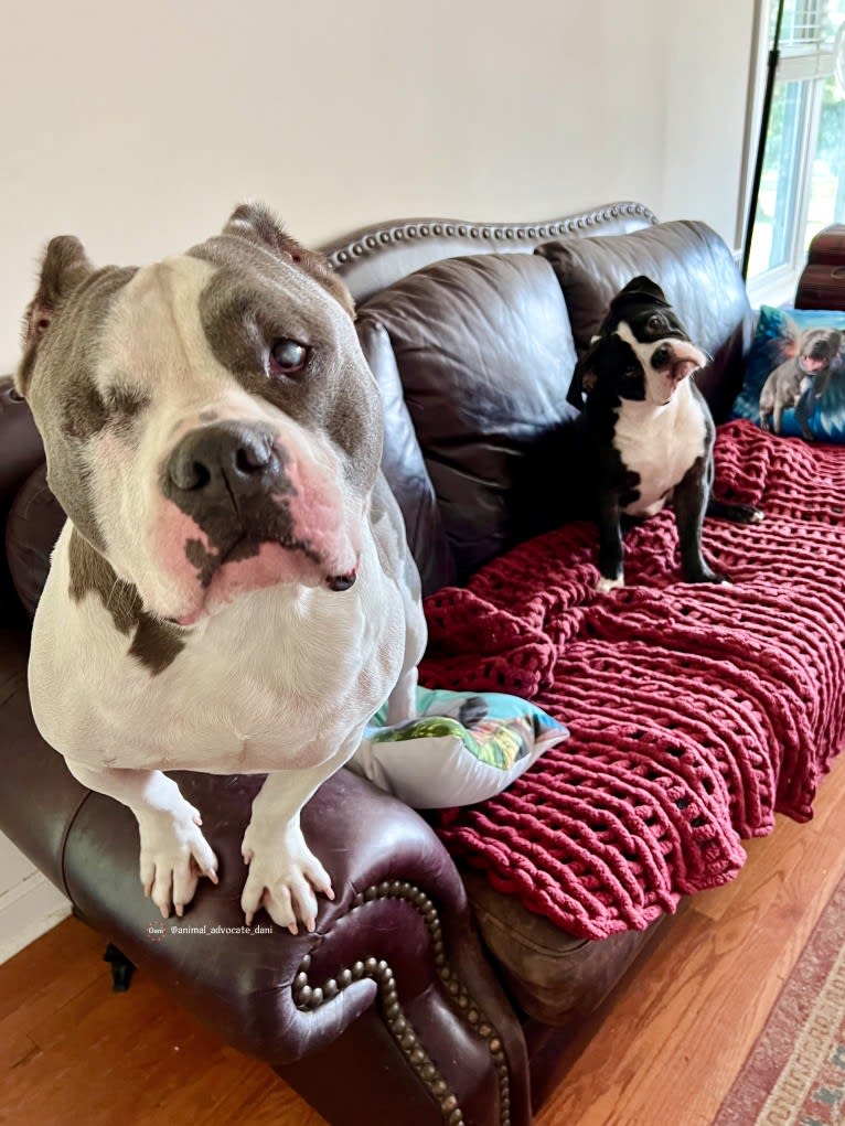 Rhino, an American Bully and Bulldog mix tested with EmbarkVet.com