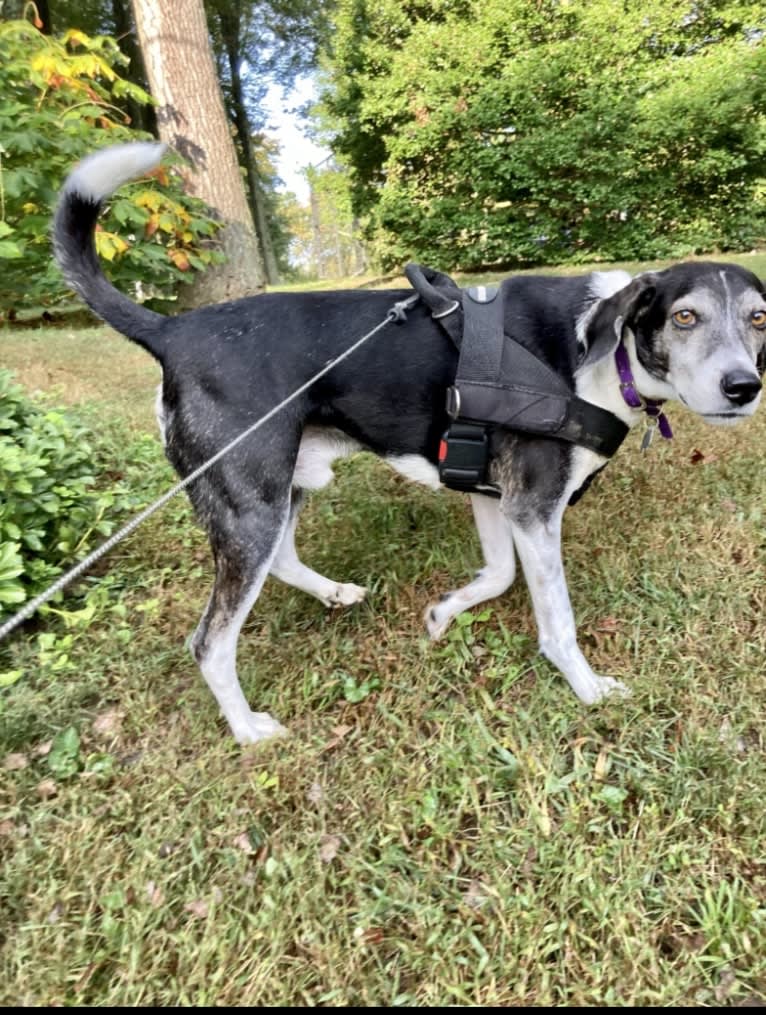 Jasper, a Mountain Cur tested with EmbarkVet.com