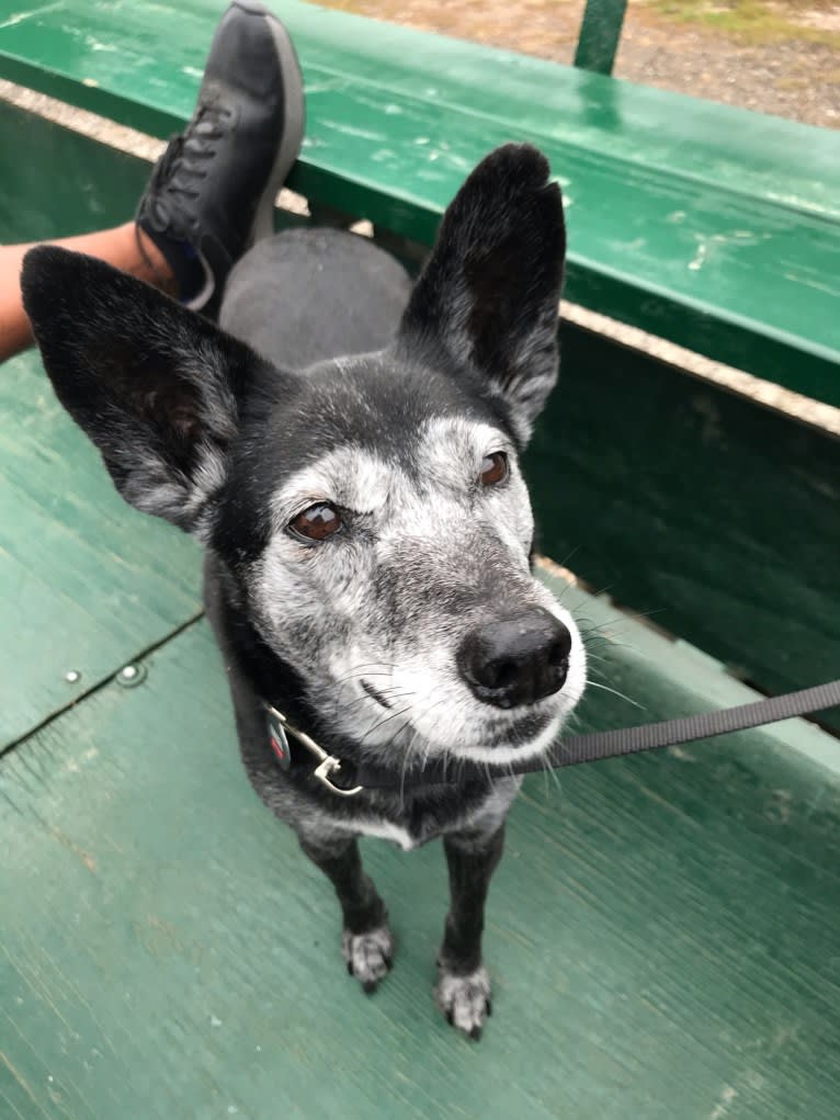 Hazel, a Southeast Asian Village Dog and Dalmatian mix tested with EmbarkVet.com