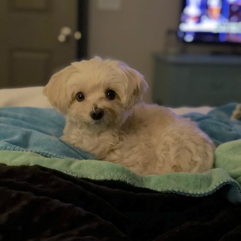 Sherman, a Maltipoo tested with EmbarkVet.com