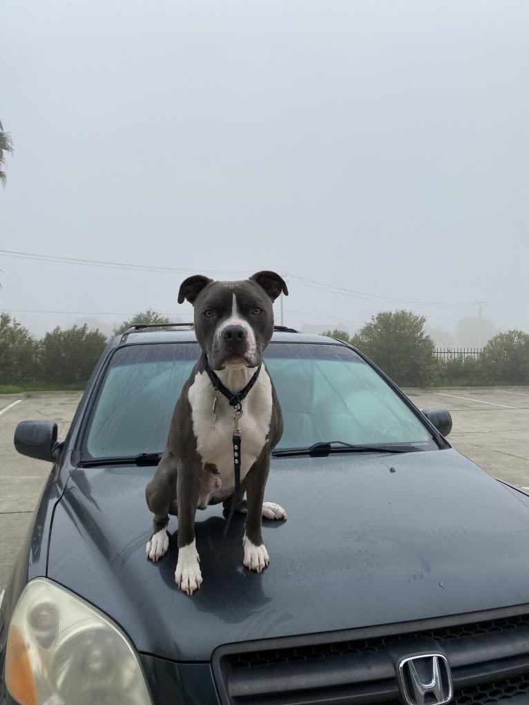 MaSiWei, an American Bully tested with EmbarkVet.com