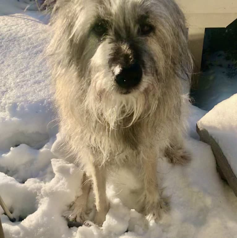 Charybdis, an Arabian Village Dog tested with EmbarkVet.com