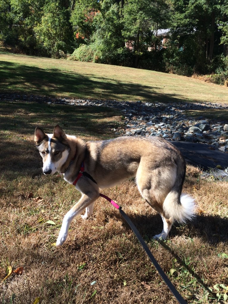 Meissa, a West Siberian Laika tested with EmbarkVet.com