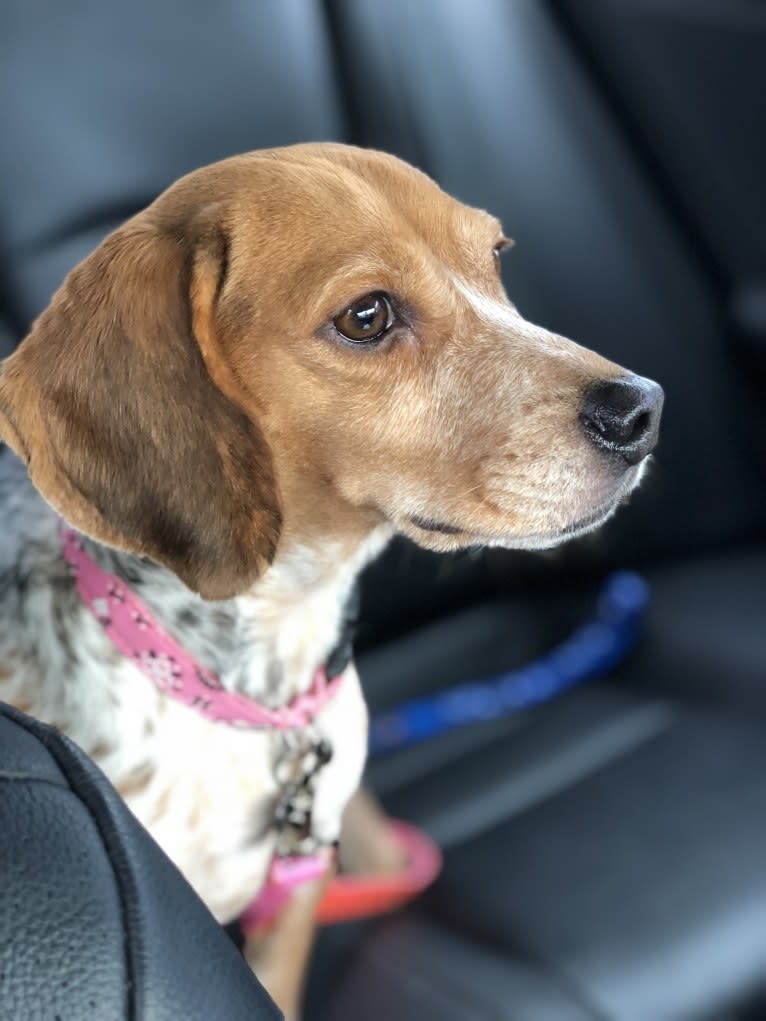 Lexie, a Beagle tested with EmbarkVet.com