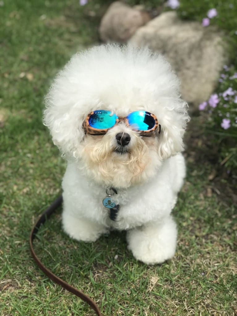 Charlotte Elizabeth, a Bichon Frise tested with EmbarkVet.com