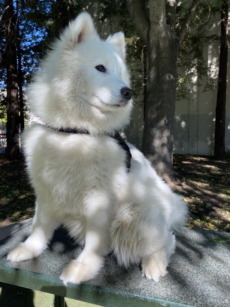 Kuma, a Samoyed tested with EmbarkVet.com