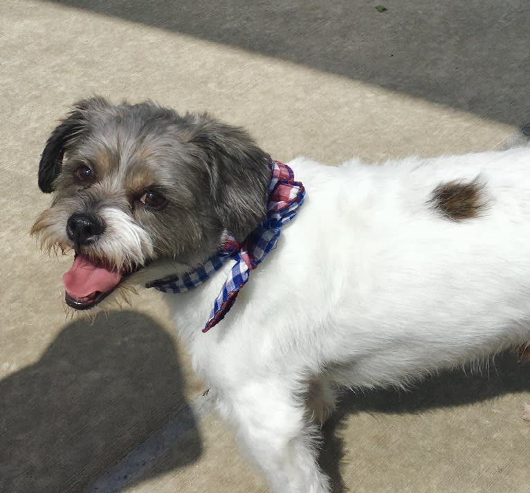 Jacob, a Shih Tzu and Russell-type Terrier mix tested with EmbarkVet.com