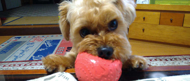 MAX, a Yorkshire Terrier and Shih Tzu mix tested with EmbarkVet.com