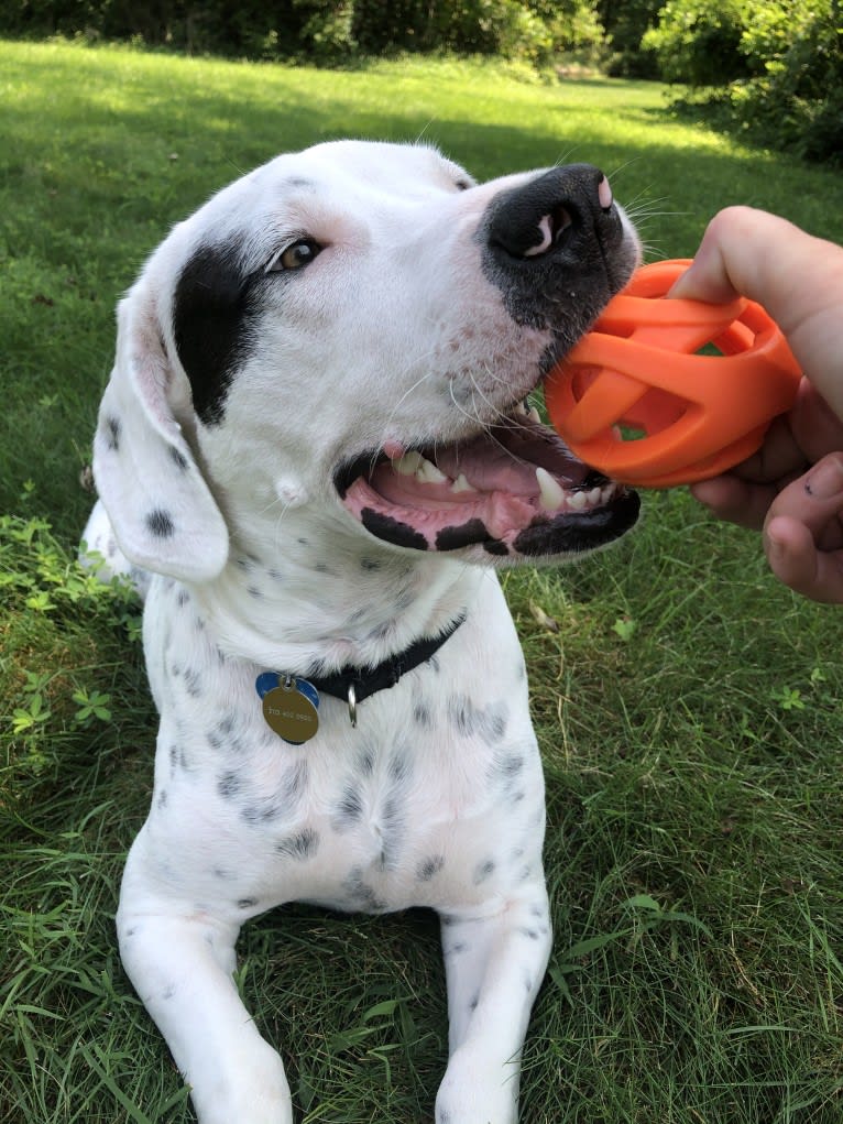 Chester, a Beagle and American Pit Bull Terrier mix tested with EmbarkVet.com