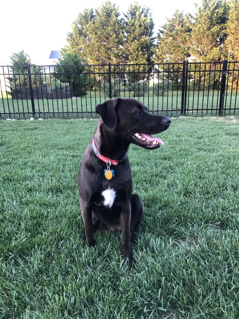 NEVILLE, an American Pit Bull Terrier and Plott mix tested with EmbarkVet.com