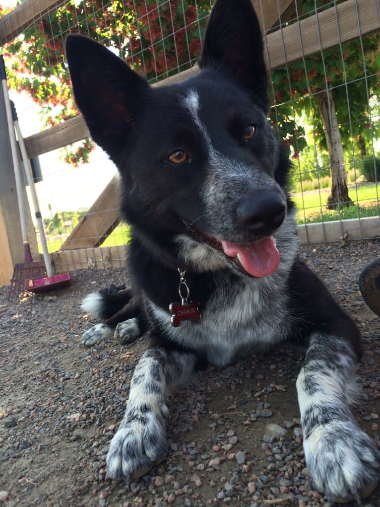 Charlie, a Border Collie and Australian Cattle Dog mix tested with EmbarkVet.com