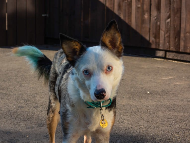 Mixie, a Border Collie tested with EmbarkVet.com