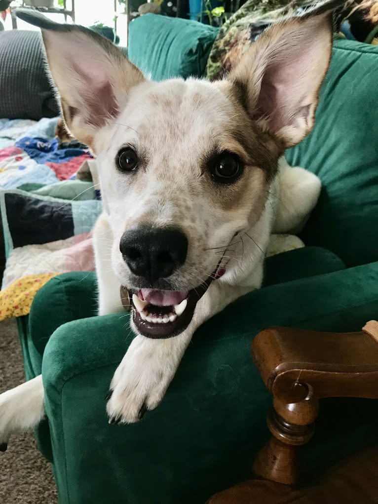 Millie, an Australian Cattle Dog and Great Pyrenees mix tested with EmbarkVet.com