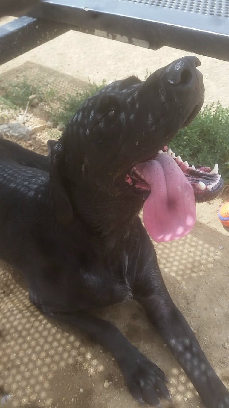 Nala Bear Brooks, a Bluetick Coonhound and Labrador Retriever mix tested with EmbarkVet.com