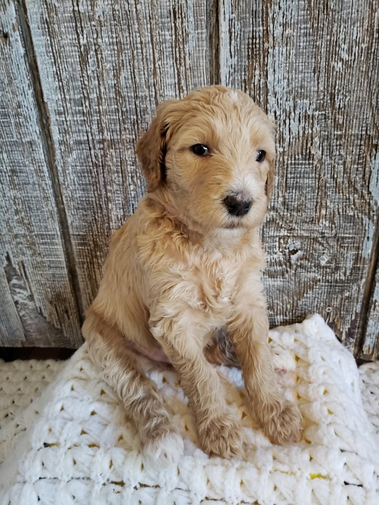 Snow (Mabel), a Goldendoodle tested with EmbarkVet.com