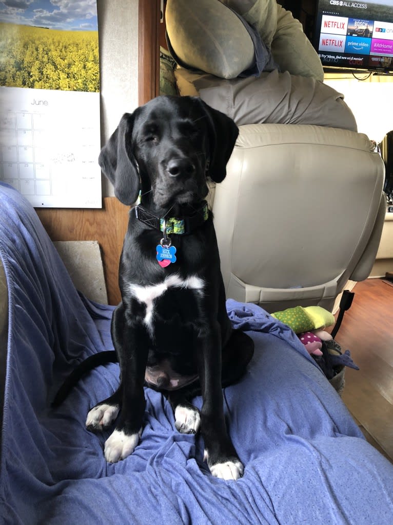 Huck, a German Shorthaired Pointer and Golden Retriever mix tested with EmbarkVet.com