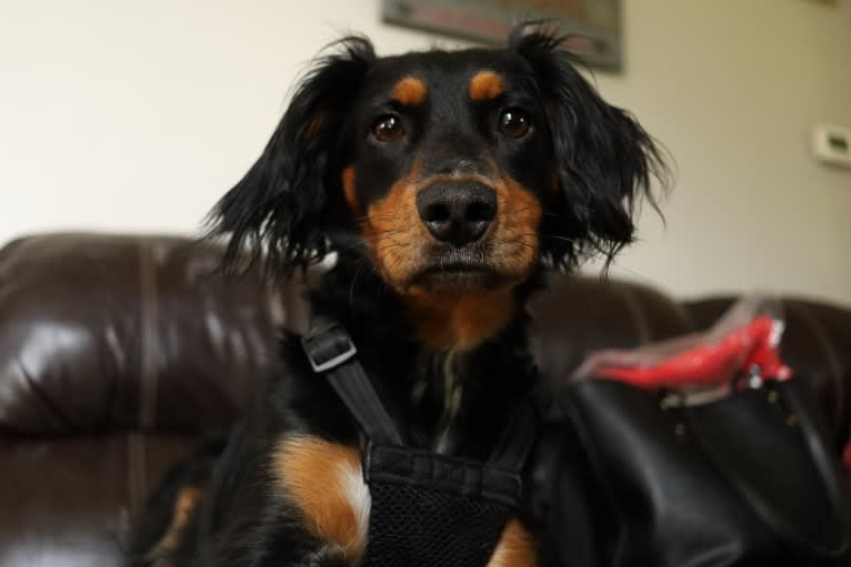 Colt, a Rat Terrier and Bluetick Coonhound mix tested with EmbarkVet.com