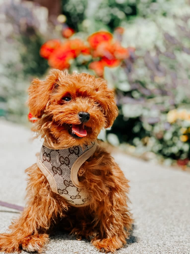 Photo of Truffle, a Poodle (Small)  in South Korea