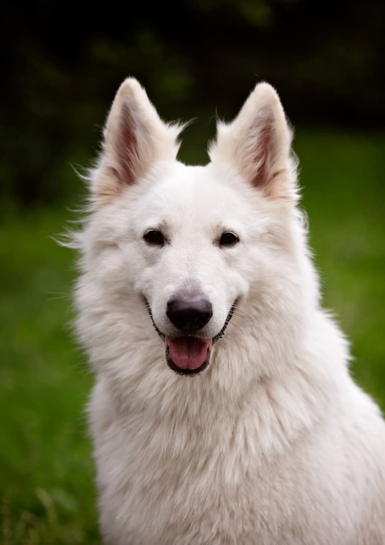Thor, a White Shepherd tested with EmbarkVet.com