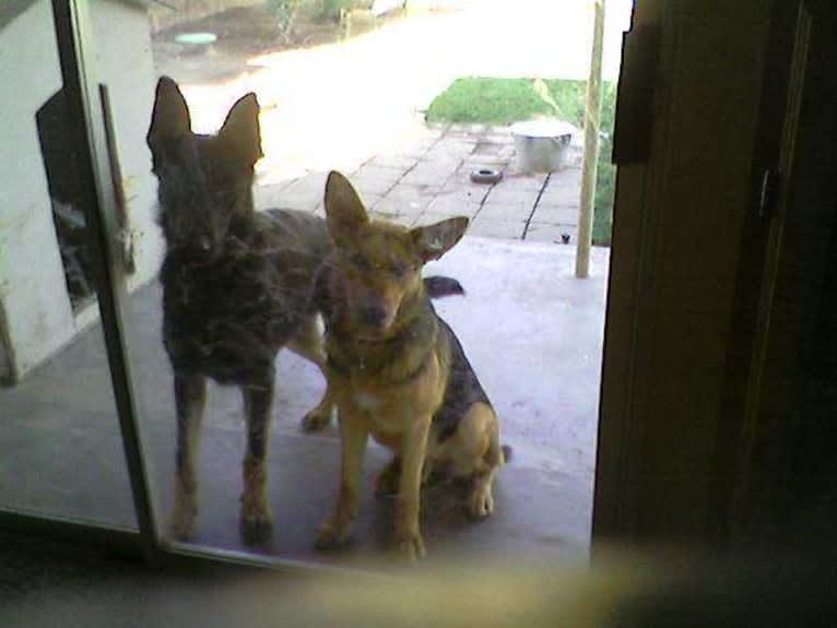 Lukas, a German Shepherd Dog and Australian Cattle Dog mix tested with EmbarkVet.com