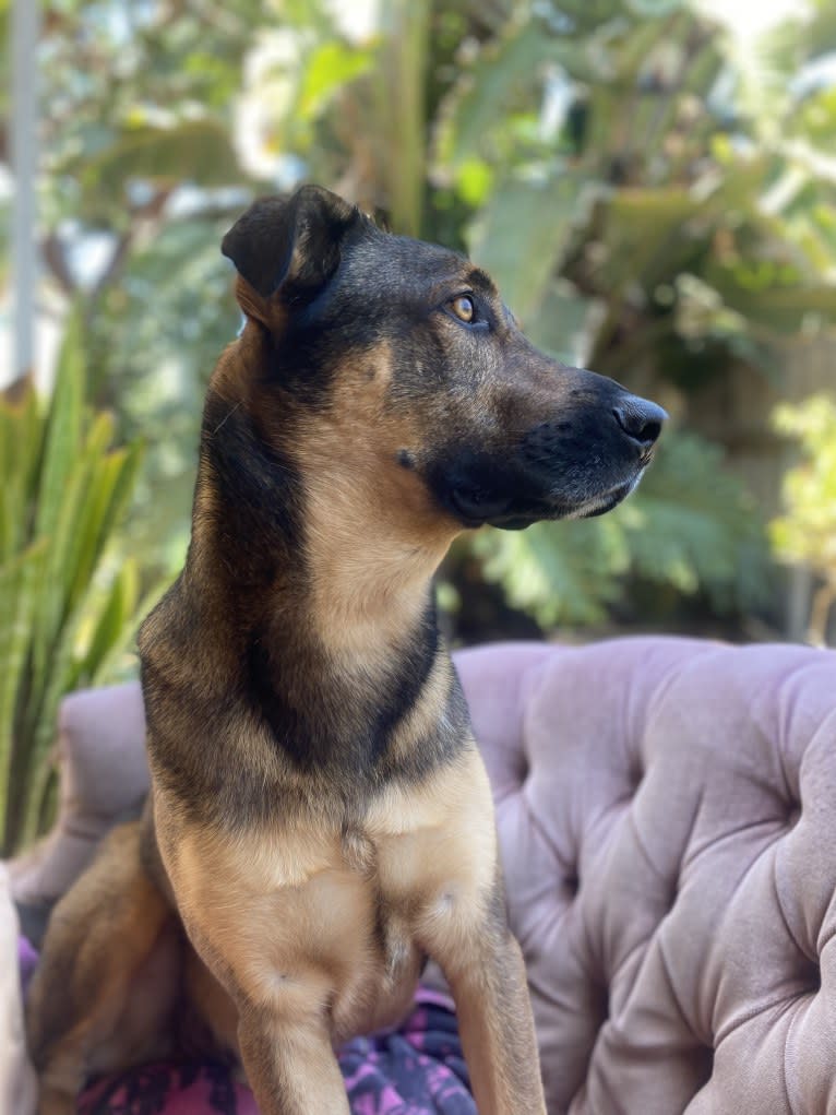 Arrow, a German Shepherd Dog and American Pit Bull Terrier mix tested with EmbarkVet.com