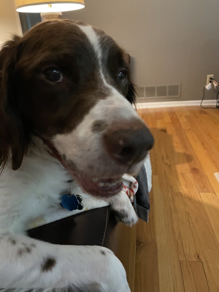 Charlie, a Brittany tested with EmbarkVet.com