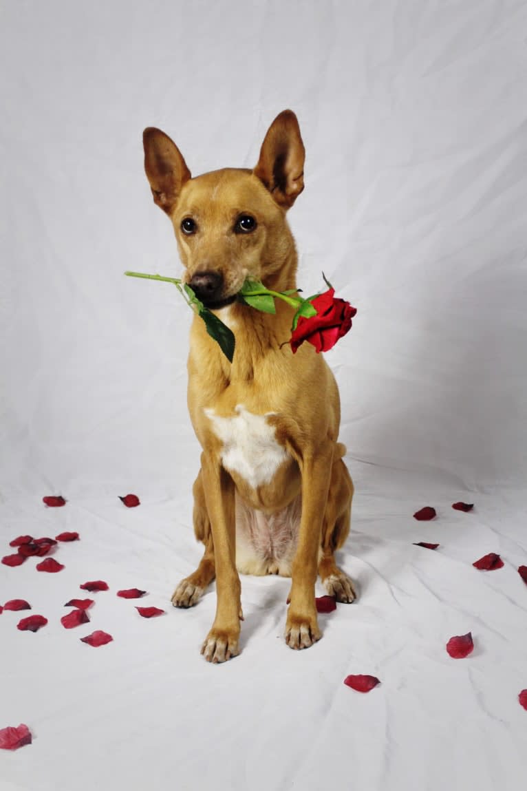 Kiara, a German Shepherd Dog and American Pit Bull Terrier mix tested with EmbarkVet.com