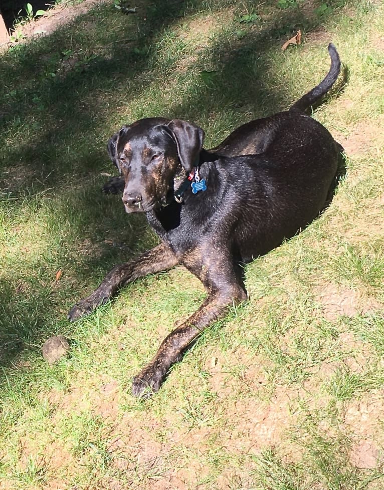 Pico, a Mountain Cur and Doberman Pinscher mix tested with EmbarkVet.com
