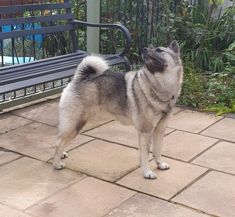 ALYS, a Norwegian Elkhound tested with EmbarkVet.com